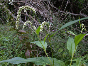 Photo by: Andrew Nelson - Rice Creek Field Sta., SUNY Oswego Photo taken: Oswego County, NY: 02 Aug 2002