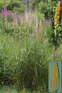 Photo by: Andrew Nelson - Rice Creek Field Sta., SUNY Oswego Photo taken: Oswego County, NY: 31 Jul 2008