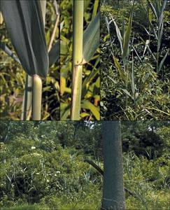 Photo by: Andrew Nelson - Rice Creek Field Sta., SUNY Oswego Photo taken: Oswego County, NY: 23 Jul 2003