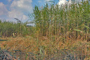 Photo by: Andrew Nelson - Rice Creek Field Sta., SUNY Oswego. Photo taken: Seneca Co., NY: 3 Aug 2005