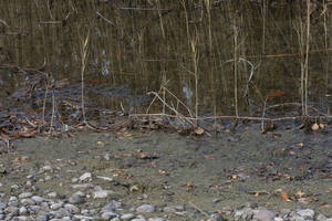 Photo by: Andrew Nelson - Rice Creek Field Sta., SUNY Oswego. Photo taken: Cayuga Co., NY: 2 Nov 2010