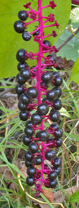 Photo by: Andrew Nelson - Rice Creek Field Sta., SUNY Oswego Photo taken: Oswego County, NY: 09 Oct 2003
