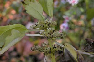 Photo by: Andrew Nelson - Rice Creek Field Sta., SUNY Oswego Photo taken: Oswego County, NY: 10 Oct 2006