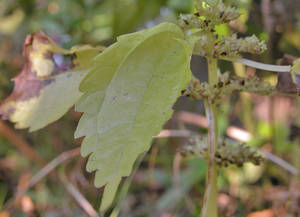 Photo by: Andrew Nelson - Rice Creek Field Sta., SUNY Oswego Photo taken: Oswego County, NY: 10 Oct 2006