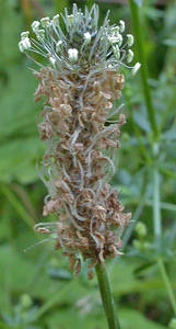 Photo by: Andrew Nelson - Rice Creek Field Sta., SUNY Oswego Photo taken: Oswego County, NY: 25 Jun 2003