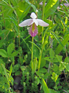 Photo by: Kimberly J. Smith - NYNHP/OPRHP. Photo taken: Suffolk Co., NY: 4 Jun 2010