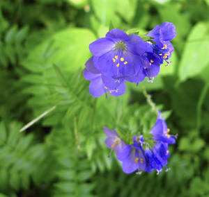 Photo by: Jacqueline Donnelly. Photo taken: Saratoga Co., NY: 12 May 2010