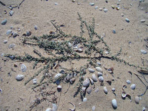 Photo by: Kimberly J. Smith - NYNHP/OPRHP. Photo taken: Suffolk Co., NY: 21 Sep 2010