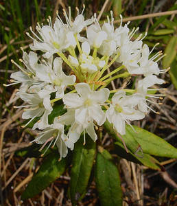 Photo by: Steven Daniel. Photo taken: Genesee Co., NY: 31 May 2001