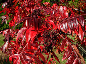 Photo by: Jacqueline Donnelly. Photo taken: Saratoga Co., NY: 22 Oct 2007