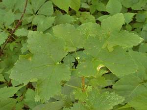 Photo by: Andrew Nelson - Rice Creek Field Sta., SUNY Oswego Photo taken: Oswego County, NY: 11 Jul 2002