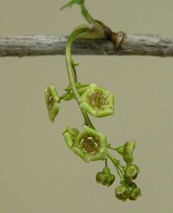 Photo by: Andrew Nelson - Rice Creek Field Sta., SUNY Oswego Photo taken: Oswego County, NY: 04 May 2004