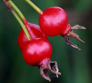 Photo by: Andrew Nelson. Photo taken: Oswego Co., NY: 22 Sep 2011
