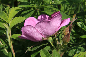 Photo by: Andrew Nelson. Photo taken: Oswego Co., NY: 25 May 2012