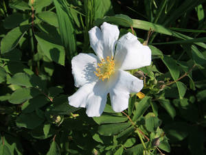 Photo by: Andrew Nelson. Photo taken: Oswego Co., NY: 25 May 2012