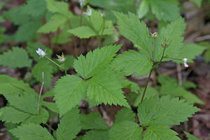 Photo by: Andrew Nelson - Rice Creek Field Sta., SUNY Oswego. Photo taken: Oswego Co., NY: 19 May 2010