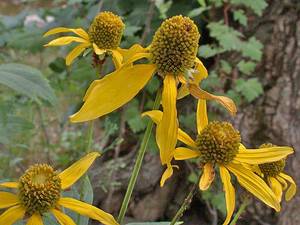 Photo by: Andrew Nelson - Rice Creek Field Sta., SUNY Oswego Photo taken: Oswego County, NY: 02 Aug 2002