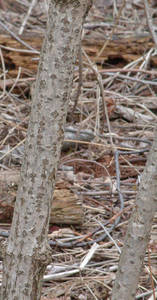 Photo by: Andrew Nelson - Rice Creek Field Sta., SUNY Oswego Photo taken: Oswego County, NY: 29 Mar 2002