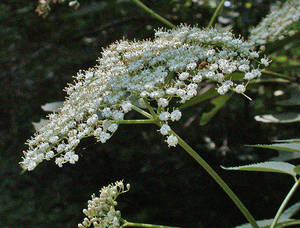 Photo by: Andrew Nelson - Rice Creek Field Sta., SUNY Oswego Photo taken: Oswego County, NY: 02 Jul 2002