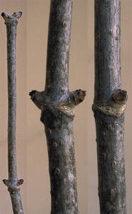 Photo by: Andrew Nelson - Rice Creek Field Sta., SUNY Oswego Photo taken: Oswego County, NY: 20 Mar 2003