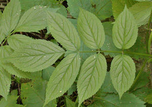 Photo by: Andrew Nelson - Rice Creek Field Sta., SUNY Oswego Photo taken: Oswego County, NY: 02 Jul 2002