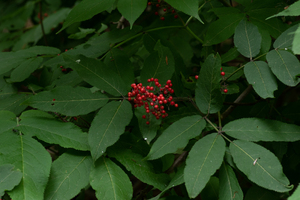 Photo by: Kyle J. Webster. Photo taken: Tompkins County, NY: 15 June 2021