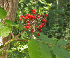 Photo by: Andrew Nelson - Rice Creek Field Sta., SUNY Oswego Photo taken: Oswego County, NY: 02 Jul 2002