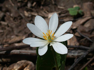 Photo by: Andrew Nelson - Rice Creek Field Sta., SUNY Oswego Photo taken: Oswego County, NY: 16 Apr 2002