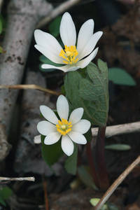Photo by: Andrew Nelson. Photo taken: Oswego Co., NY: 25 Apr 2011