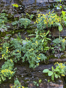 Photo by: Kyle J. Webster. Photo taken: Jefferson County, NY: 25 June 2022