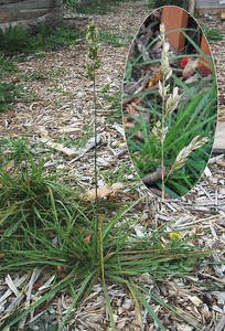 Photo by: Andrew Nelson. Photo taken: Oswego Co., NY: 25 Sep 2012