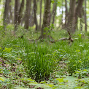 Photo by: Kyle J. Webster. Photo taken: Monroe County, NY: 17 May 2022