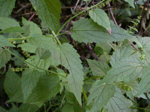 Photo by: Andrew Nelson - Rice Creek Field Sta., SUNY Oswego Photo taken: Oswego County, NY: 09 Sep 2003