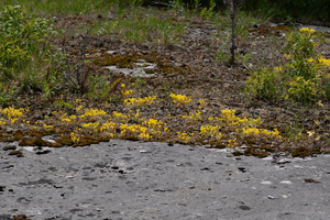 Photo by: Kyle J. Webster. Photo taken: Jefferson County, NY: 26 June 2022