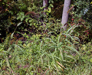 Photo by: Andrew Nelson. Photo taken: Oswego Co., NY: 19 Sep 2011