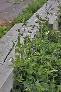 Photo by: Andrew Nelson - Rice Creek Field Sta., SUNY Oswego Photo taken: Oswego County, NY: 23 Jul 2009