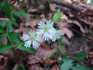 Photo by: Steven Daniel. Photo taken: Livingston Co., NY: 3 Aug 2010