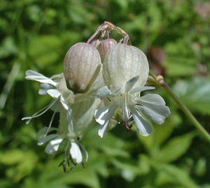 Photo by: Andrew Nelson - Rice Creek Field Sta., SUNY Oswego Photo taken: Oswego County, NY: 18 Jun 2002