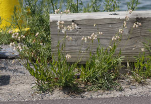 Photo by: Andrew Nelson - Rice Creek Field Sta., SUNY Oswego Photo taken: Oswego County, NY: 06 Jun 2009