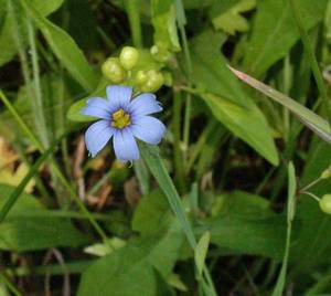 Photo by: Andrew Nelson - Rice Creek Field Sta., SUNY Oswego Photo taken: Oswego County, NY: 25 Jun 2002