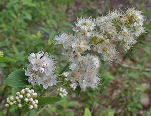 Photo by: Andrew Nelson - Rice Creek Field Sta., SUNY Oswego Photo taken: Oswego County, NY: 14 Jul 2003