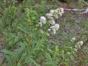Photo by: Andrew Nelson - Rice Creek Field Sta., SUNY Oswego Photo taken: Oswego County, NY: 14 Jul 2003