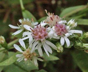Photo by: Andrew Nelson - Rice Creek Field Sta., SUNY Oswego Photo taken: Oswego County, NY: 18 Sep 2002