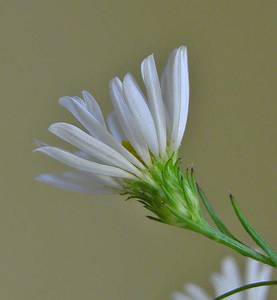 Photo by: Andrew Nelson - Rice Creek Field Sta., SUNY Oswego Photo taken: Oswego County, NY: 28 Sep 2006