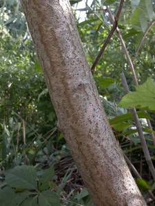 Photo by: Andrew Nelson - Rice Creek Field Sta., SUNY Oswego Photo taken: Oswego County, NY: 06 Sep 2004