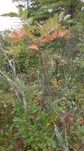 Photo by: Andrew Nelson - Rice Creek Field Sta., SUNY Oswego Photo taken: Oswego County, NY: 20 Sep 2006