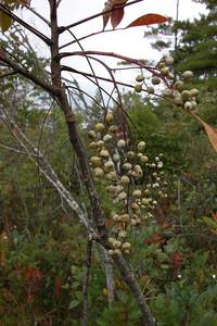 Photo by: Andrew Nelson - Rice Creek Field Sta., SUNY Oswego Photo taken: Oswego County, NY: 20 Sep 2006