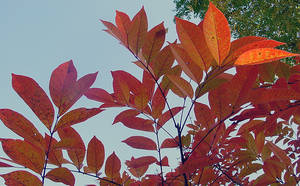 Photo by: Steven Daniel. Photo taken: Monroe Co., NY: 11 Oct 2003