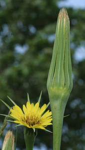 Photo by: Andrew Nelson. Photo taken: Oswego Co., NY: 19 Jun 2012