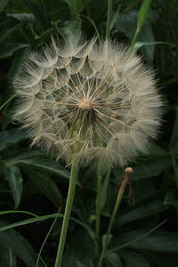 Photo by: Andrew Nelson. Photo taken: Oswego Co., NY: 19 Jun 2012